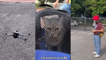 Usando un dron, creador de contenido localizó a Lulú, una gata desaparecida tras el terremoto en Cali
