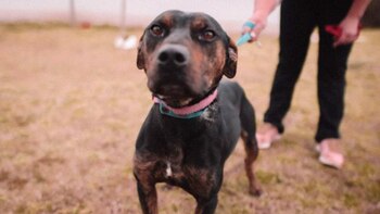 25 mascotas consiguieron un nuevo