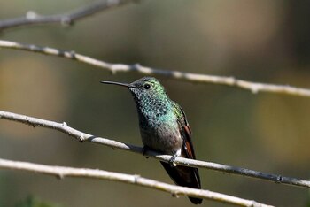 Un colibrí descansa en un jardín de la Facultad de Estudios Superiores (FES) de la UNAM, en las afueras de Ciudad de México, México. REUTERS/Carlos Jasso
