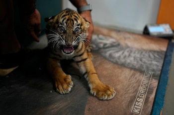Un cachorro de tigre de Sumatra de dos meses de edad es pesado antes de recibir su primera vacuna y el implante de un microchip en el Parque Zoológico de Ática, cerca de Atenas (Grecia), el martes 8 de septiembre de 2026, como parte de una iniciativa para crear una población de reserva de esta especie en peligro crítico de extinción. (Foto AP/Thanassis Stavrakis)