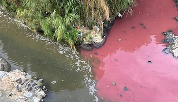 Las autoridades de Guatemala ordenaron la suspensión precautoria de Zoomsa por la contaminación reportada en el río Las Vacas.
