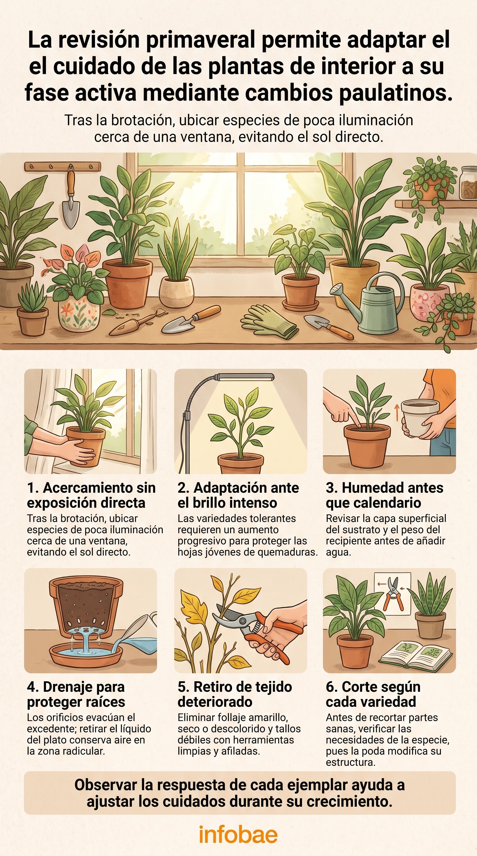 La luz debe incrementarse gradualmente para proteger las hojas jóvenes. (Imagen Ilustrativa Infobae)