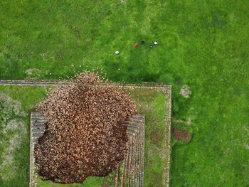 Se iniciaron los trámites ante la Aseguradora Agroasemex, a fin de gestionar los recursos necesarios para su atención integral. Foto Ramiro Aguayo, INAH (2)