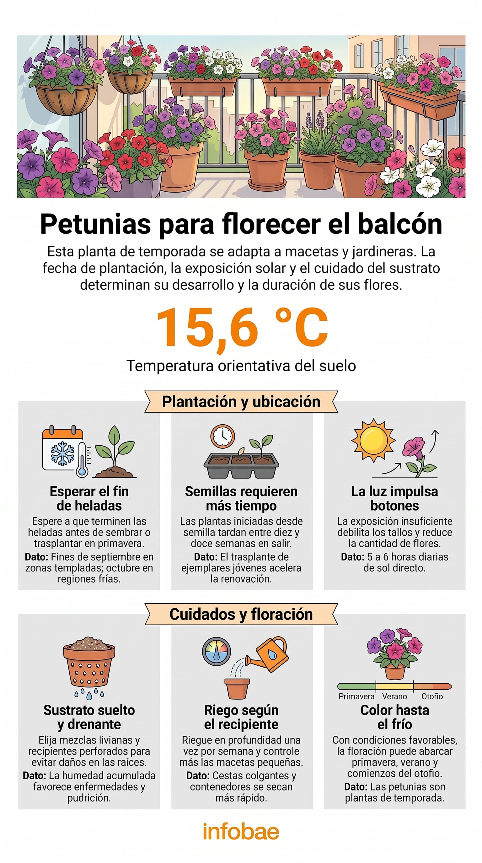 La primavera argentina ofrece una ventana adecuada para plantar petunias. (Imagen Ilustrativa Infobae)