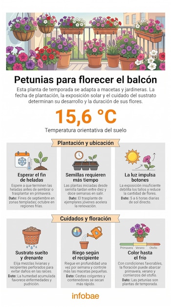 Ilustración con macetas de petunias en un balcón e iconos explicativos sobre temperatura, riego y luz solar.