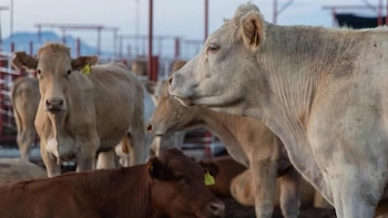 Ganaderos de Sonora suspenden temporalmente exportaciones a EEUU como medida de precaución por posible fiebre aftosa