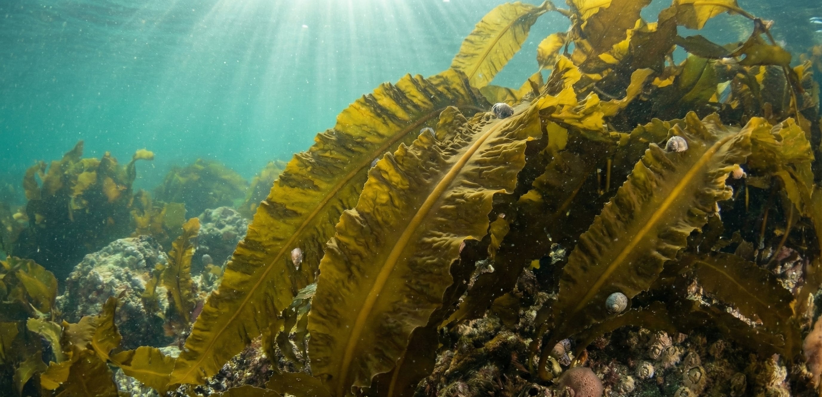 Las algas marinas poseen compuestos bioactivos con propiedades antioxidantes antiinflamatorias y fotoprotectoras útiles contra el envejecimiento cutáneo (Imagen Ilustrativa Infobae)