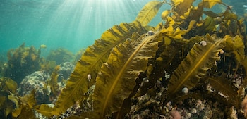 Esta especie parda, habitual en