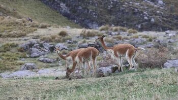 La fibra de vicuña es
