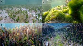 Un alga invasora amenaza la posidonia oceánica, endémica del Mediterráneo: ya está colonizando las praderas marinas de Formentera