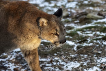 Puma de pelaje marrón y orejas puntiagudas caminando sobre suelo con nieve y hojarasca. El animal está de perfil, mirando hacia la derecha
