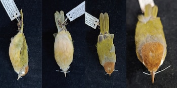Muestras preservadas de un ave pequeña de plumaje verdoso y cabeza castaña con etiquetas blancas adjuntas sobre un fondo oscuro