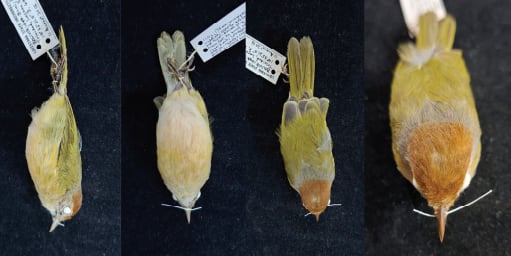 El plumaje sin marcas oscuras en la zona de los oídos y los ojos marrón oscuro respaldaron la identificación del Hylophilus moxensis (Gentileza, estudio Una nueva especie de verdillo de Bolivia del grupo Hylophilus poicilotis/amaurocephalus (Vireonidae), publicado en Avian Systematics)
