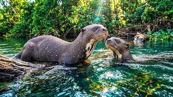 La nutria gigante, conocida como guardiana de los ríos, se suma a la lista de especies migratorias amenazadas