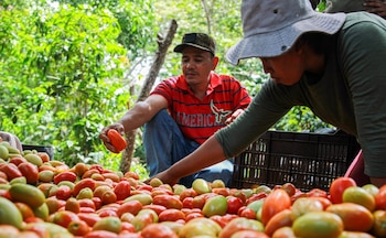 Los sistemas de riego por goteo permiten a las comunidades rurales de El Salvador mantener la producción agrícola en temporadas de sequía./ (FAO El Salvador)