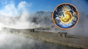 Hallazgo animal en Cajamarca: Japoneses