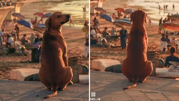 Un perro aprecia el atardecer