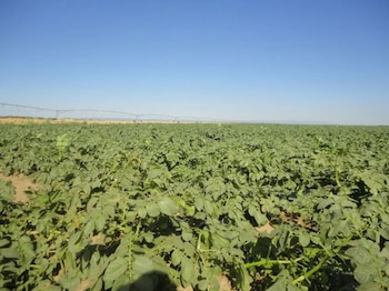 Con fertilizantes y estimulantes se