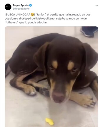 Junior busca hogar luego de