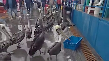 Pelícanos de Pisco mueren por falta de alimento: los efectos del fenómeno de El Niño agravan la mortandad de aves marinas