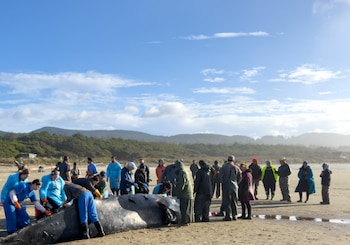 Tras el sacrificio del animal,