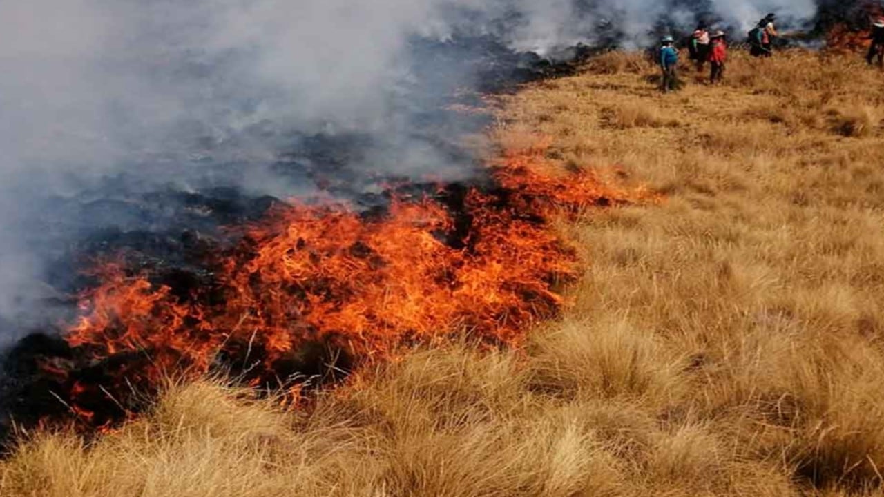 Un incendio forestal consume pastizales en Patallani, mientras autoridades y pobladores monitorean la emergencia en Puno.