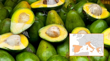 España lidera la producción de aguacate en Europa gracias al clima de Andalucía, pero una predicción señala que Italia o Grecia nos quitará el trono antes de 2050