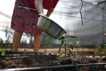 En San Simón, Morazán, los agricultores observan cómo las fuentes de agua disminuyen durante una temporada marcada por la falta de precipitaciones. (Foto Marvin Recinos / AFP)