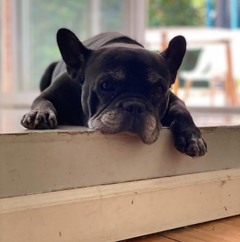 Primer plano de un French Bulldog negro con hocico gris que yace con la cabeza apoyada en un umbral claro, mirando directamente a la cámara. Fondo difuminado