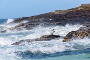 Los pingüinos ocupan un lugar central en la conservación porque cerca de dos tercios de sus especies integran la Lista Roja de la UICN