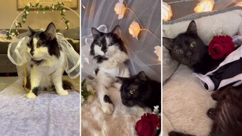 Amor a distancia: la historia de dos gatos con necesidades especiales que se casaron (Captura de Pantalla/TikTok iamwillywonky)