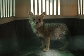 Un zorrito andino de pelaje marrón claro y grisáceo mira fijamente, dentro de una jaula transportadora de metal con barras verticales en el fondo
