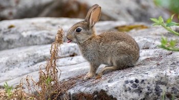 En la Península Ibérica hay dos especies de conejo, no una como se pensaba hasta ahora: han evolucionado por separado durante dos millones de años
