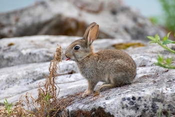 Ejemplar de conejo. (Alexis Lours/Wikimedia Commons)