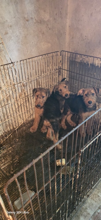 Todos los animales rescatados recibieron