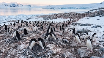 Pingüinos adelia adultos y crías sobre nidos de guijarros en un terreno rocoso con nieve, frente al mar con bloques de hielo.