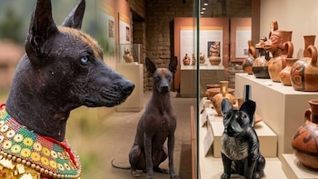 Dos perros sin pelo del Perú, uno con indumentaria en el cuello y otro sentado en una sala junto a vitrinas con cerámicas prehispánicas
