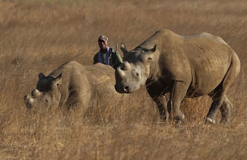 La reintroducción del rinoceronte negro en Matusadona avanzó con el impulso del Matusadona Conservation Trust y el apoyo de comunidades locales y líderes como Chief Nebiri (REUTERS/Philimon Bulawayo/)