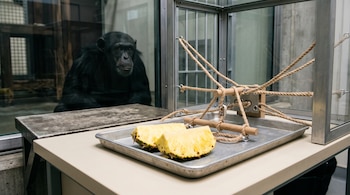 Dos trozos de piña en una bandeja con mecanismo de cuerdas de madera y un chimpancé detrás de un cristal.