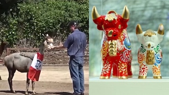 Las alpacas y los toritos