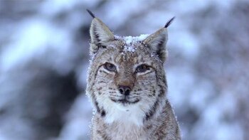 En "Rumania Salvaje" tendrás un