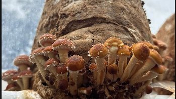 “Una fábrica de droga”: la trama de la falsa denuncia al cultivador de hongos que terminó preso