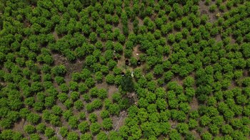 Grupos armados ilegales intensifican el