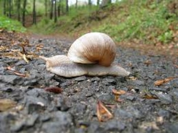 Un caracol blanco gigante apareció