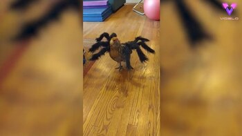 20/10/2020 Mushroom the Chicken
POLITICA
YOUTUBE/VIDELO/MUSHROOM