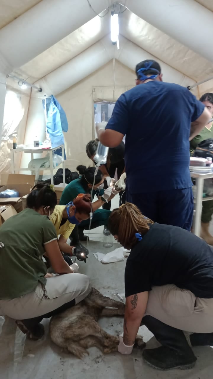 Provisión de alimentos para animales en zonas productivas y el refuerzo de la atención veterinaria en Tucumán (Fuente: Comunicación Tucumán)