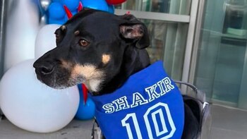 Khalil Shakir, receptor abierto de los Buffalo Bills, demostró su compromiso más allá del campo de juego al sumarse a Nickel City Canine Rescue, una organización local dedicada a salvar animales en condiciones críticas.