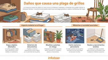 Infografía de grillos en diversas escenas domésticas: sobre ropa doblada, papeles, muebles de madera, alfombras, una planta y un dormitorio con persona durmiendo.