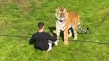 Un hombre saltó al recinto de un tigre en un zoo de Inglaterra y murió tras ser atacado por el felino
