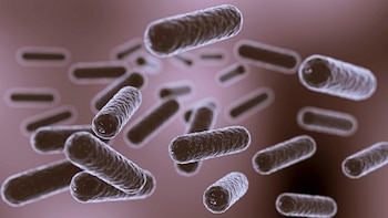 El hongo es resistente al